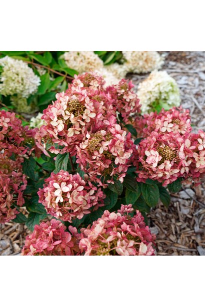Hydrangea paniculata `Petit Cherry`